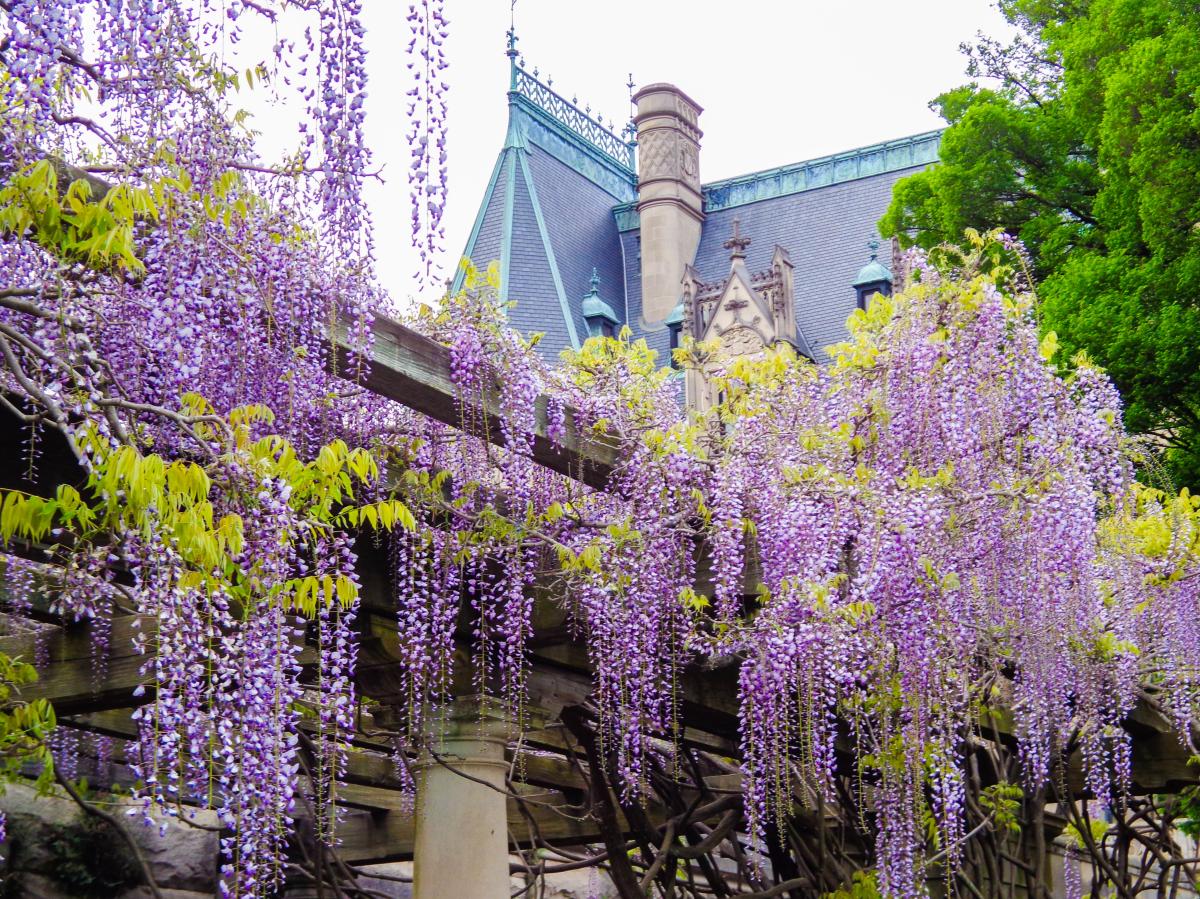 Biltmore Blooms