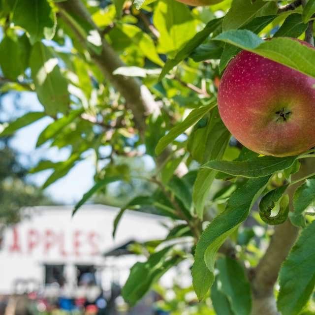 Apple Picking Near Asheville, NC