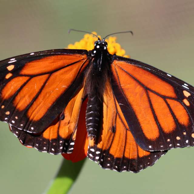 Where to See the Monarch Butterfly Migration in Asheville