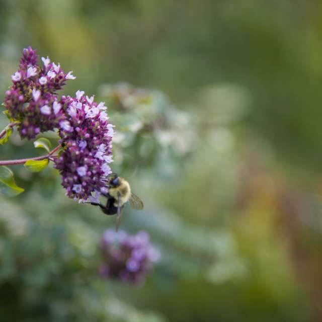 Asheville, NC is Bee City USA