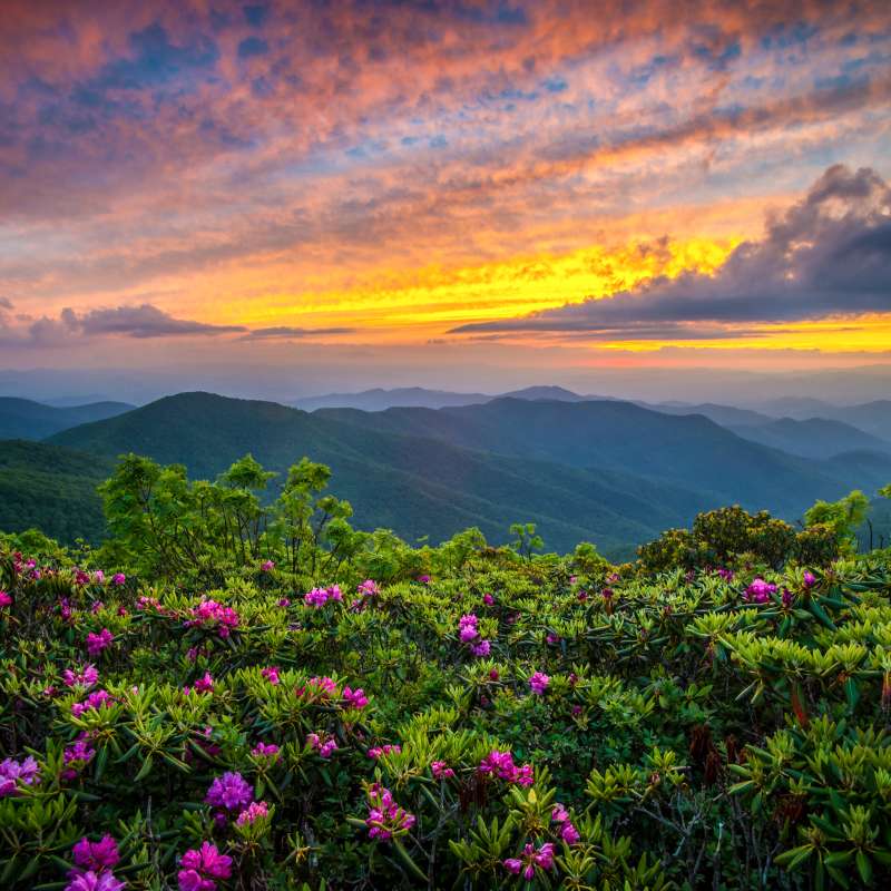 7 Great Places to View Wildflowers in Asheville