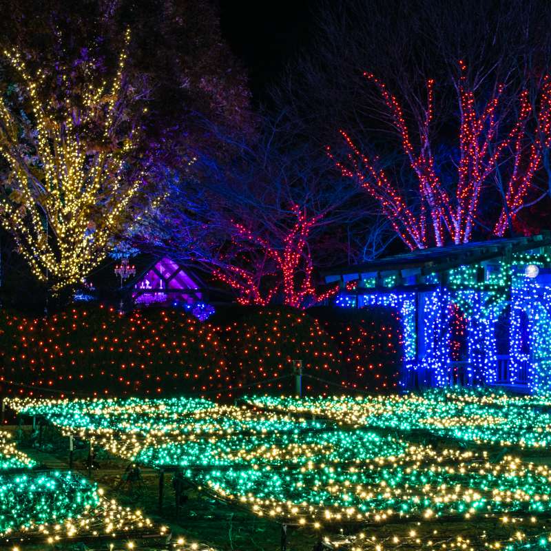 Winter Lights at the North Carolina Arboretum in Asheville